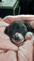 Garoto