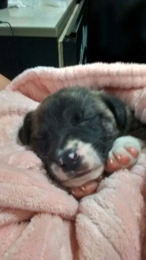 Cachorro ra a Sem raça definida idade 1 ano nome Garoto