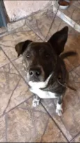Garoto