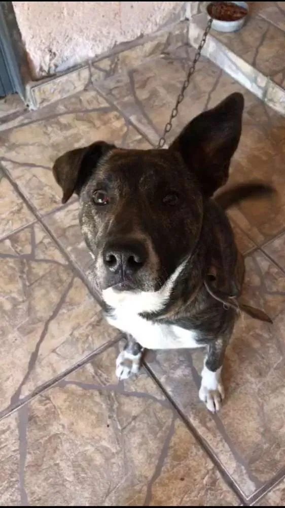 Cachorro ra a Sem raça definida idade 1 ano nome Garoto