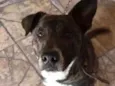Garoto