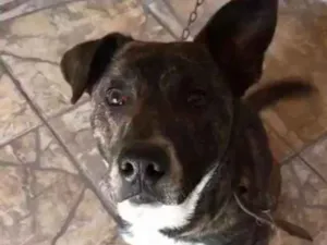 Cachorro raça Sem raça definida idade 1 ano nome Garoto