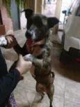 Garoto