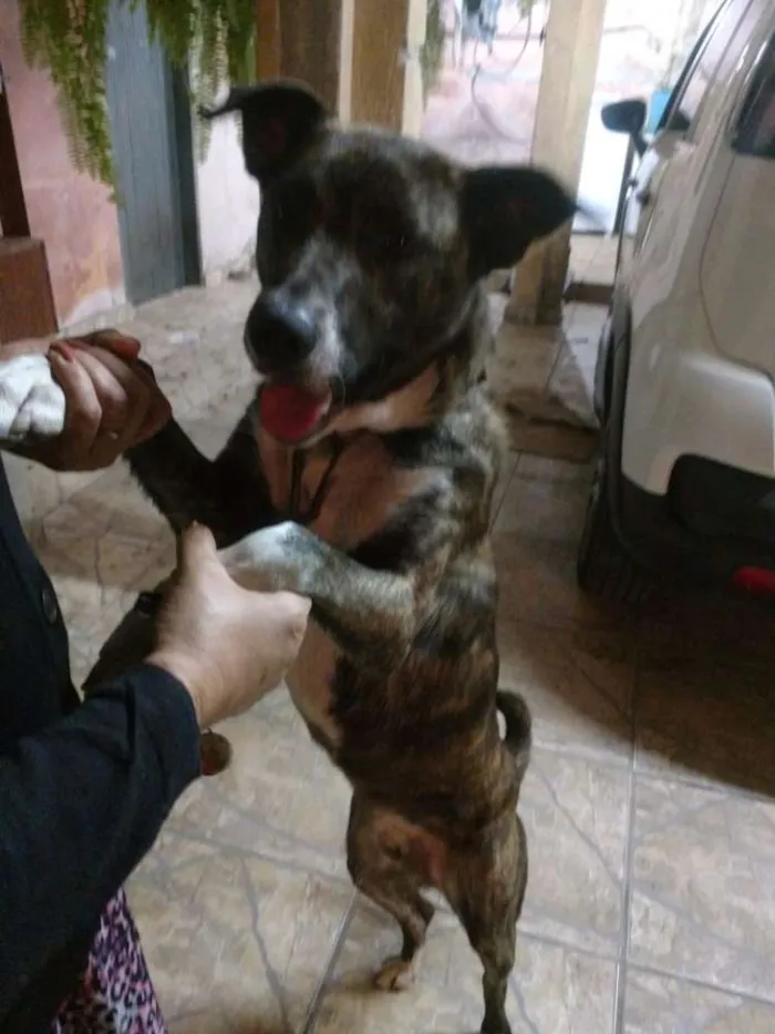 Cachorro ra a Sem raça definida idade 1 ano nome Garoto