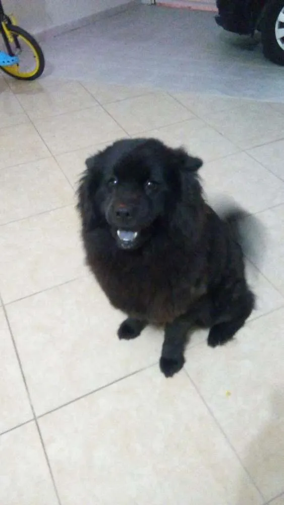 Cachorro ra a Chow Chow idade 2 anos nome Violeta