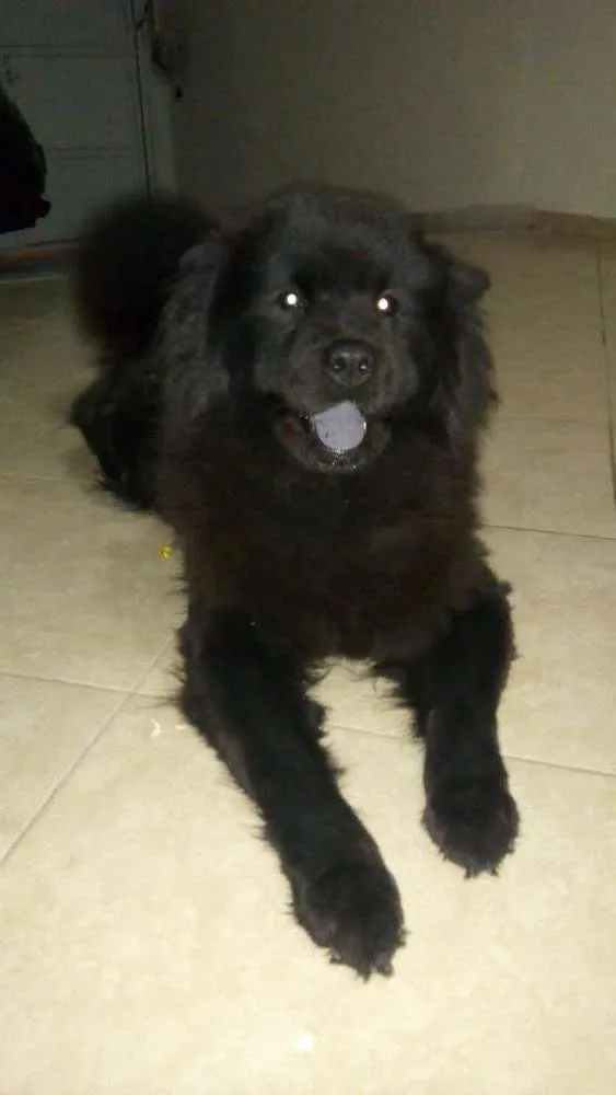 Cachorro ra a Chow Chow idade 2 anos nome Violeta