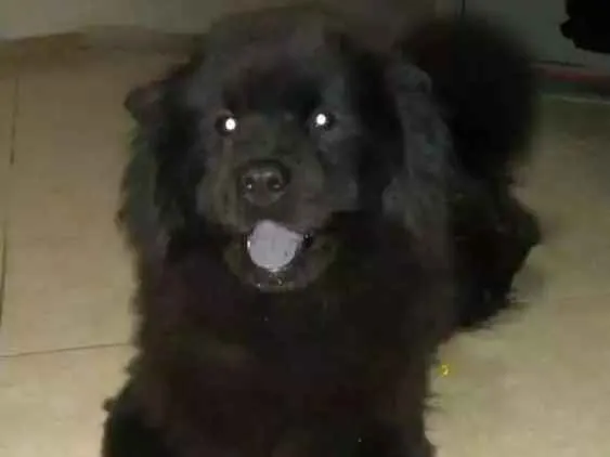 Cachorro ra a Chow Chow idade 2 anos nome Violeta