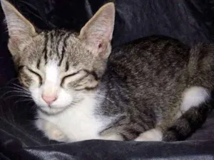 Gato raça SRD idade Abaixo de 2 meses nome Estakato