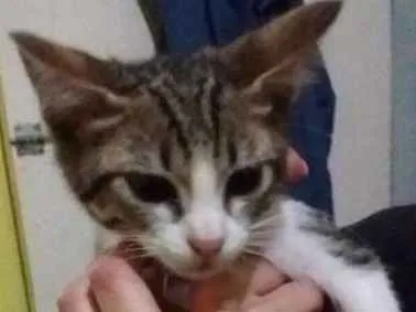 Gato ra a SRD idade Abaixo de 2 meses nome Estakato