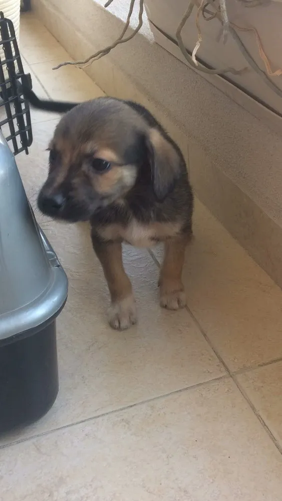 Cachorro ra a vira lata idade 2 a 6 meses nome Panga