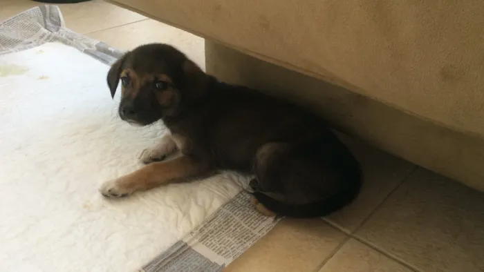 Cachorro ra a vira lata idade 2 a 6 meses nome Panga