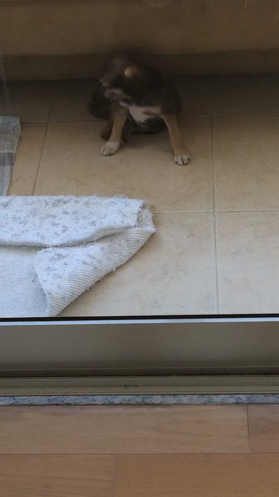 Cachorro ra a vira lata idade 2 a 6 meses nome Panga