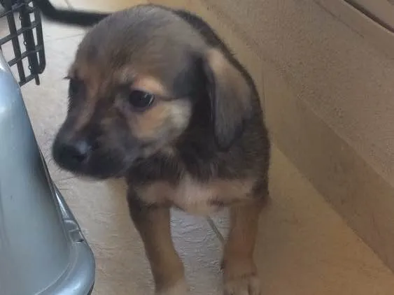 Cachorro ra a vira lata idade 2 a 6 meses nome Panga