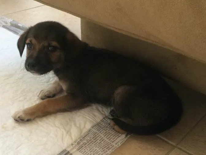 Cachorro ra a vira lata idade 2 a 6 meses nome Panga