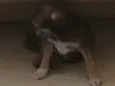 Panga