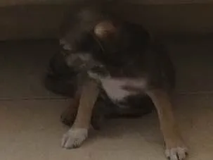 Cachorro ra a vira lata idade 2 a 6 meses nome Panga