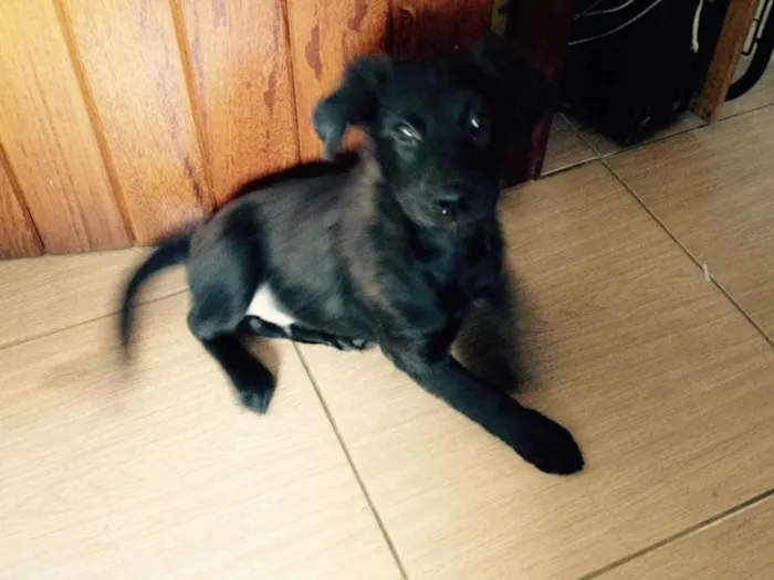 Cachorro raça Mestiço idade 2 a 6 meses nome Lobinho