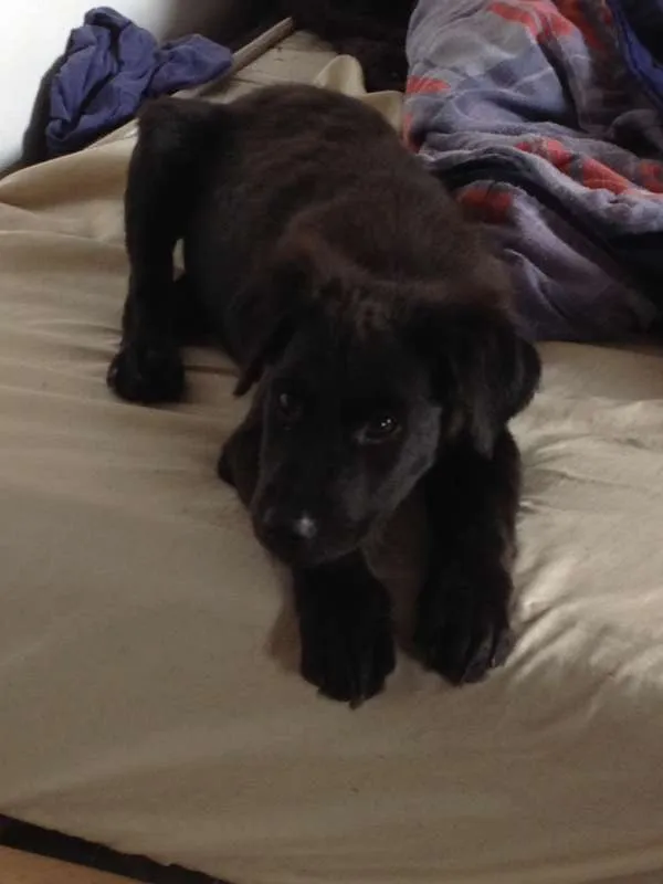Cachorro raça Mestiço idade 2 a 6 meses nome Lobinho