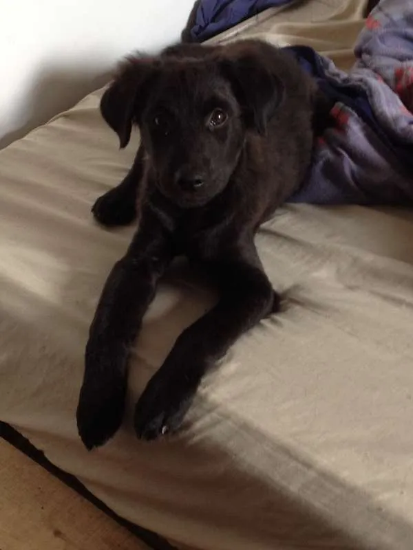 Cachorro raça Mestiço idade 2 a 6 meses nome Lobinho