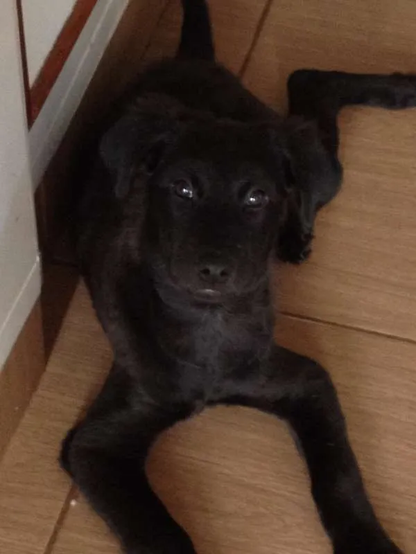 Cachorro raça Mestiço idade 2 a 6 meses nome Lobinho