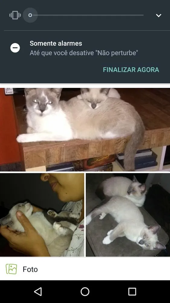 Gato raça RSD idade 2 a 6 meses nome Filhotes e a mae