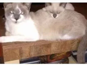 Gato raça RSD idade 2 a 6 meses nome Filhotes e a mae