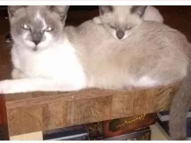 Gato raça RSD idade 2 a 6 meses nome Filhotes e a mae