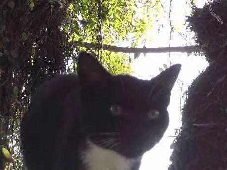 Gato ra a mestiço idade 2 a 6 meses nome Ônix