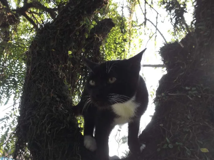 Gato ra a mestiço idade 2 a 6 meses nome Ônix
