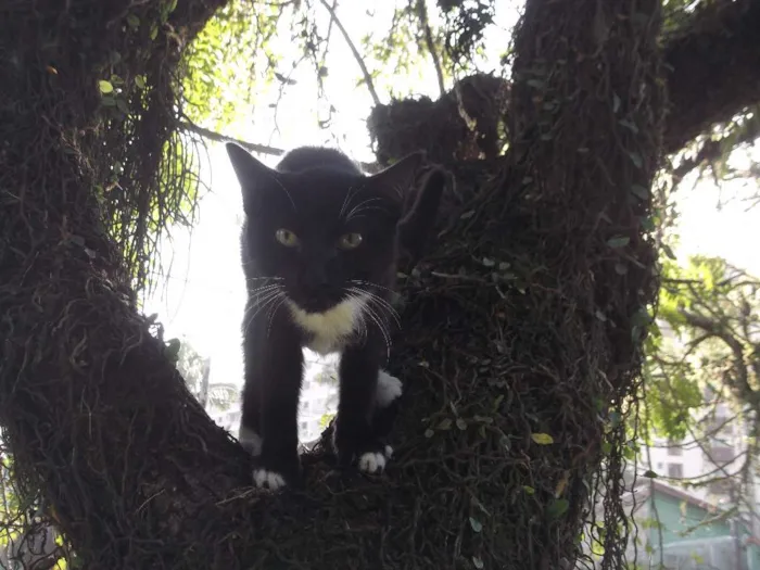 Gato ra a mestiço idade 2 a 6 meses nome Ônix