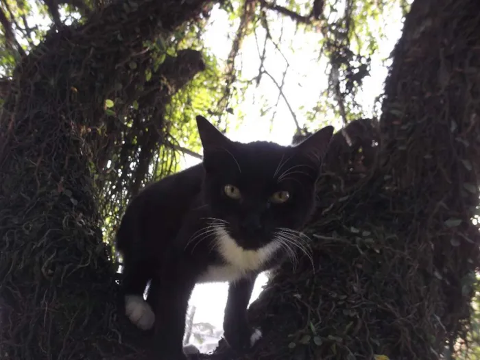 Gato ra a mestiço idade 2 a 6 meses nome Ônix