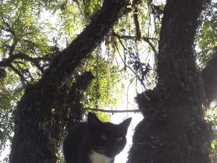 Gato ra a mestiço idade 2 a 6 meses nome Ônix