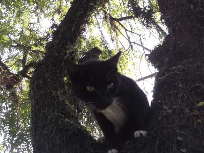 Gato ra a mestiço idade 2 a 6 meses nome Ônix