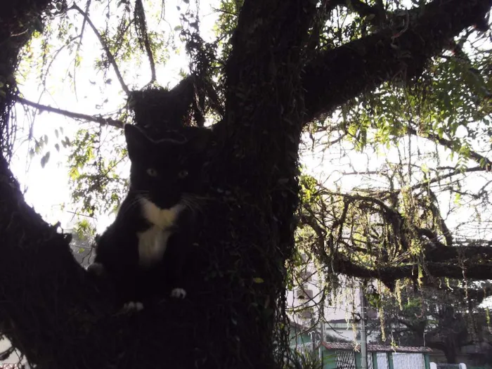 Gato ra a mestiço idade 2 a 6 meses nome Ônix