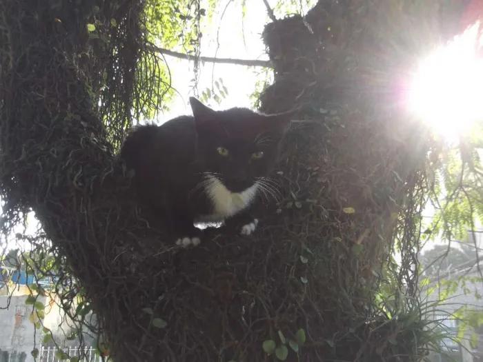 Gato ra a mestiço idade 2 a 6 meses nome Ônix