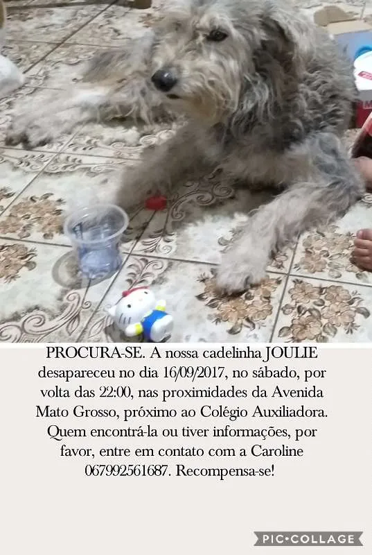 Cachorro ra a Husky Siberiano idade 6 ou mais anos nome Joulie GRATIFICA