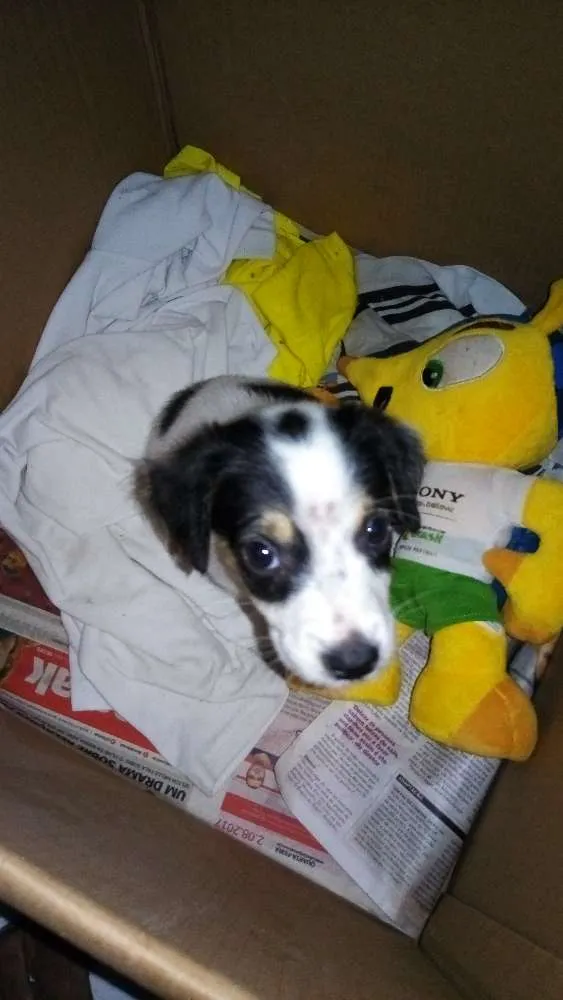 Cachorro ra a Vira-lata idade 2 a 6 meses nome Winter