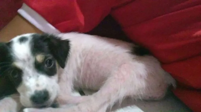 Cachorro ra a Vira-lata idade 2 a 6 meses nome Winter