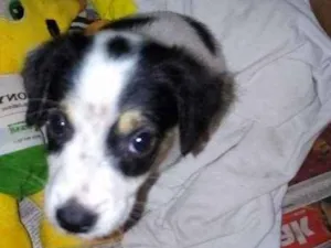 Cachorro raça Vira-lata idade 2 a 6 meses nome Winter