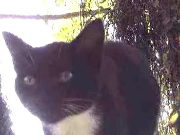 Gato ra a mestiço idade 2 a 6 meses nome Ônix