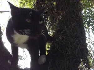 Gato raça mestiço idade 2 a 6 meses nome Ônix
