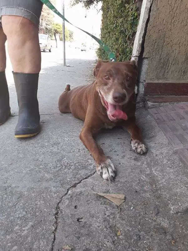 Cachorro ra a srd idade 3 anos nome chocolate