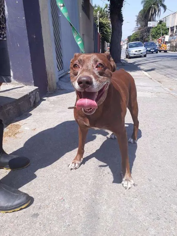 Cachorro ra a srd idade 3 anos nome chocolate