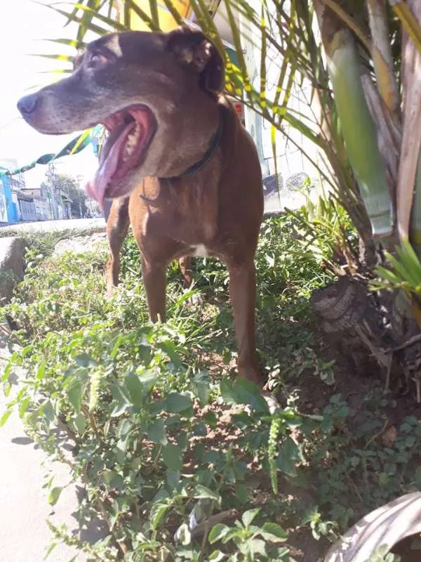 Cachorro ra a srd idade 3 anos nome chocolate