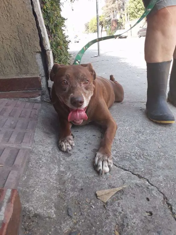 Cachorro ra a srd idade 3 anos nome chocolate