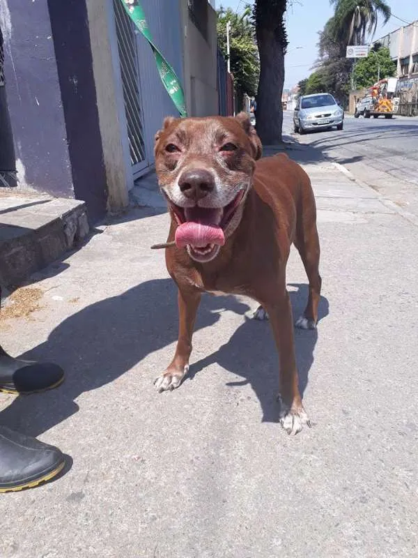 Cachorro ra a srd idade 3 anos nome chocolate
