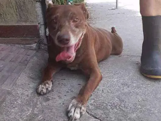 Cachorro ra a srd idade 3 anos nome chocolate