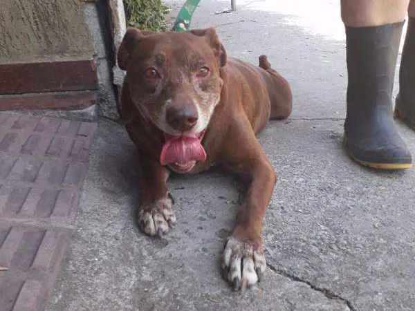 Cachorro ra a srd idade 3 anos nome chocolate
