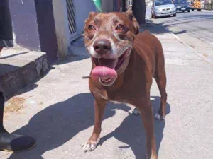 Cachorro raça srd idade 3 anos nome chocolate