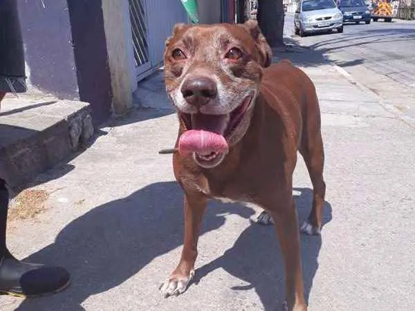 Cachorro ra a srd idade 3 anos nome chocolate